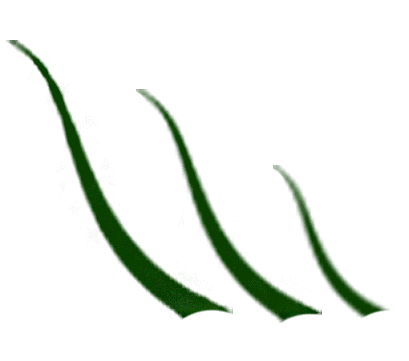 Image of Artificial Grass Masters