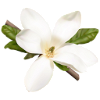 Photo of MagnoliaGeek