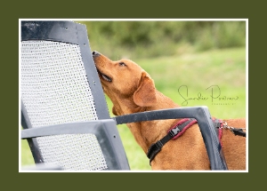 Photo of Potter Paws Dog Training