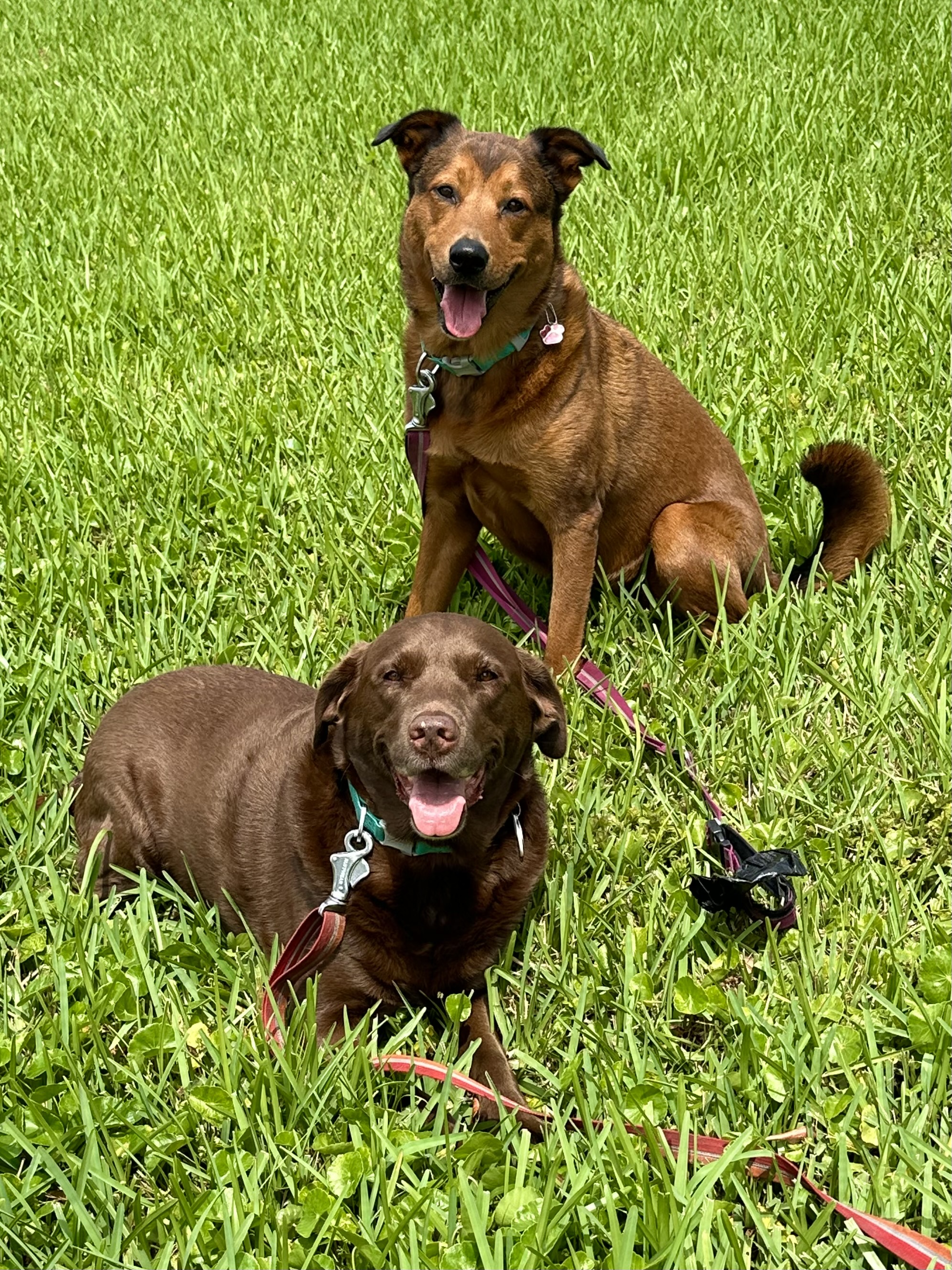 Photo of Gidget Photo of Gidget